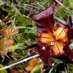 Iris pourpre, Ness Tsiona. אירוס הארגמן, גבעת הכורכר, נס ציונה